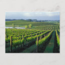 Suche nach weinreben postkarten Weingut