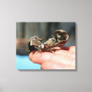 Suche nach schmetterling poster leinwandbilder Tierwelt