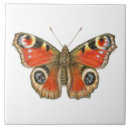 Recherche de paon carreaux Papillon