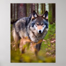 Recherche de beau loup art Gris