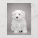 Recherche de maltais cartes postales Blanc