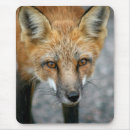Suche nach roter fuchs mousepads Rotfuchs