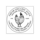 Recherche de pâturage Poule