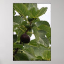 Suche nach feige poster Baum