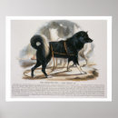 Recherche de esquimaux posters Chien