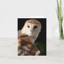 Suche nach schleiereulen karten Vögel