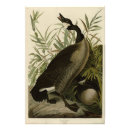 Suche nach kanada gans poster Vogel