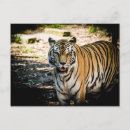 Recherche de tigre rayures cartes postales Faune