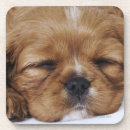 Suche nach brauner hund untersetzer Tier