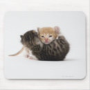 Recherche de caressant Chats