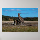 Suche nach känguru joey poster Australie
