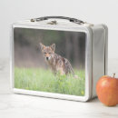Recherche de coyote photographie Photographie de la nature