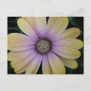 Recherche de osteospermum cartes postales Ostéospermum