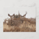 Recherche de mule cartes postales Cerf