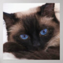 Suche nach katzenaugen poster Kätzchen