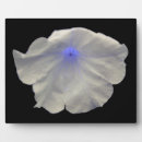 Recherche de pétunia maison deco Brillant