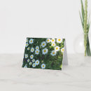 Recherche de white daisy Heureux