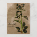 Recherche de herbe cartes postales Plante