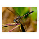 Recherche de de dragon photographie Animaux