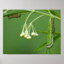 Suche nach monarch poster Fotografie