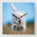 Suche nach welpen wanduhren Farbbild