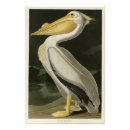 Recherche de pélican blanc posters Audubon
