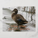 Recherche de humide vœux cartes Eau