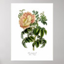 Recherche de rosa posters Floral