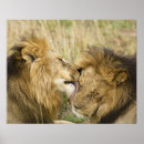 Suche nach male lion poster Cat