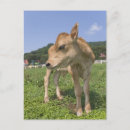 Suche nach kälbern postkarten Bauernhof