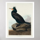 Suche nach kormorane poster Vögel