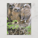 Recherche de jeune hibou posters Nid