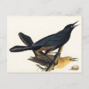 Recherche de paire cartes postales Oiseaux