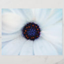 Recherche de marguerite prospectus Floral
