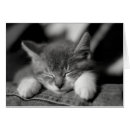 Recherche de petit chat blanc cartes postales Bébé