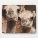 Suche nach dubai mousepads Wüste