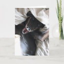 Suche nach rettungshund karten Hunde