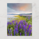 Recherche de fleurs de champ cartes postales Extérieur