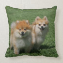 Recherche de spitz coussins Plomb et pam langrish