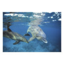 Recherche de grand nez posters Riviera maya