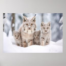 Recherche de de lynx posters Animal