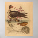 Recherche de poissons vintages posters Antique