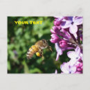 Recherche de pollen cartes postales Vol
