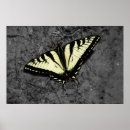 Suche nach schwalbenschwanz Fotografie