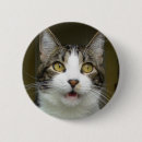 Recherche de chat scaredy Effrayé