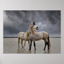 Suche nach camargue pferd poster Bauernhof