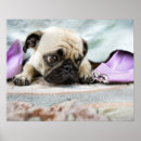 Suche nach unschuldig poster Tier