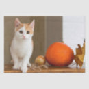 Recherche de housecat Tabby