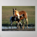 Recherche de foies posters Cheval