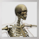 Recherche de vertèbres thoraciques posters Anatomie